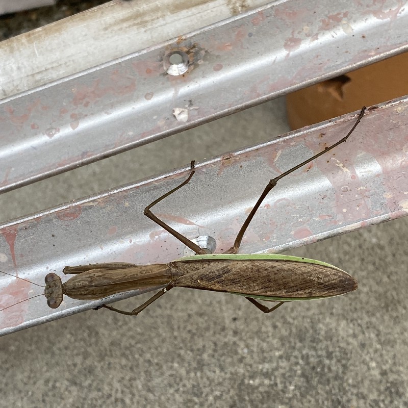 【空き家再生計画 】 2019/12/1 お掃除サボってます